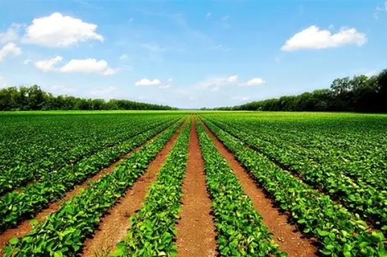 banner Agriculture